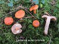 Lactarius aurantiofulvus-amf1102-1